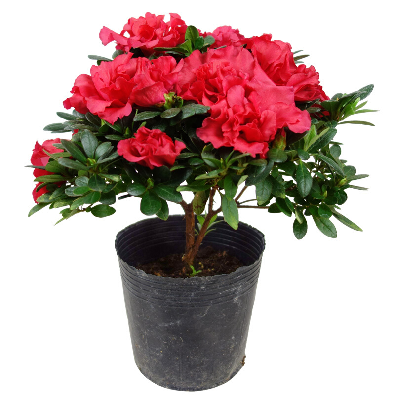 两盆杜鹃花盆栽带花苞庭院植物室内花卉四季开花映山红花苗绿植 - 图3