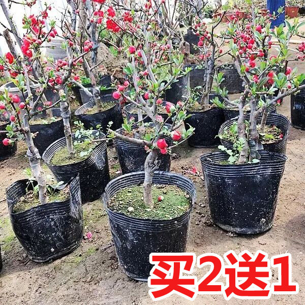 重瓣海棠花树苗盆栽盆景老桩花卉绿植物室内四季开花阳台包邮,淘宝优惠券,粉丝福利购,淘宝优惠卷