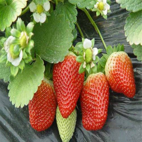 四季草莓苗盆栽特大食用奶油章姬丹东99草莓苗当年结果南北方种植 - 图0