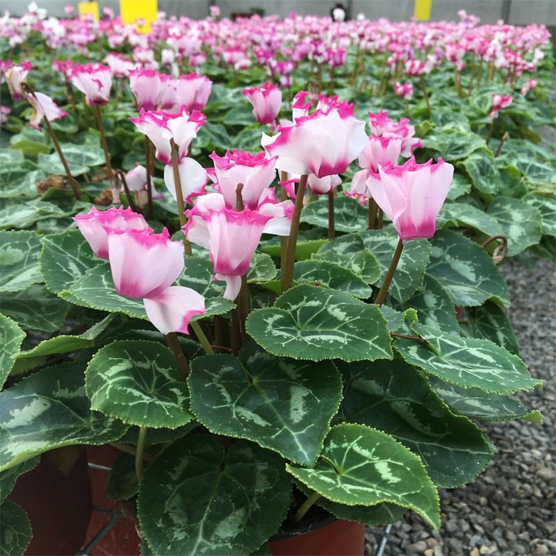 仙客来盆栽带花大花重瓣花卉植物室内花种球大盆阳台仙鹤来原生根,淘宝优惠券,粉丝福利购,淘宝优惠卷