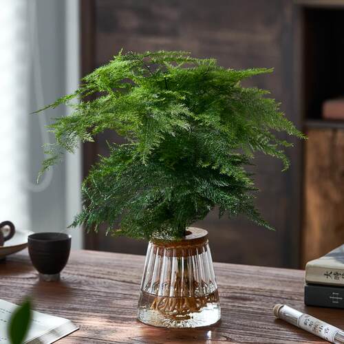 水培植物文竹盆栽室内好养客厅茶桌新中式植物摆件办公室桌面绿植 - 图0