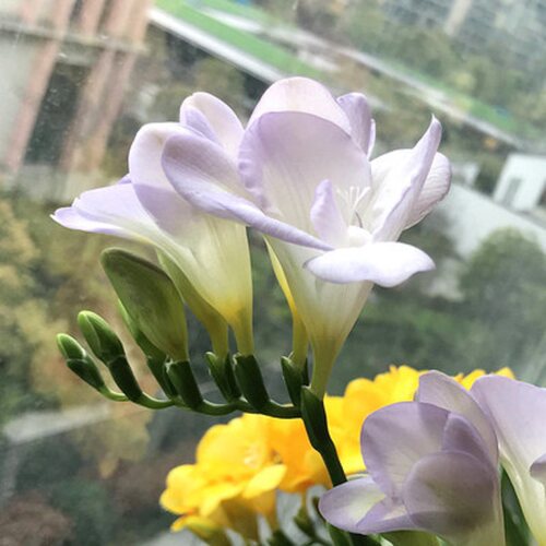 小苍兰香雪兰10颗进口种球土培多年生秋冬季耐寒种子四季芳香花卉 - 图2