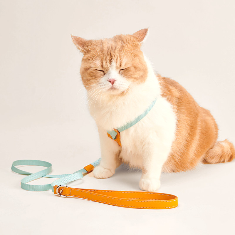 火星来电MarsMail宠物弹力牵引绳小型犬猫狗通用织带防爆冲遛狗绳,淘宝优惠券,粉丝福利购,淘宝优惠卷