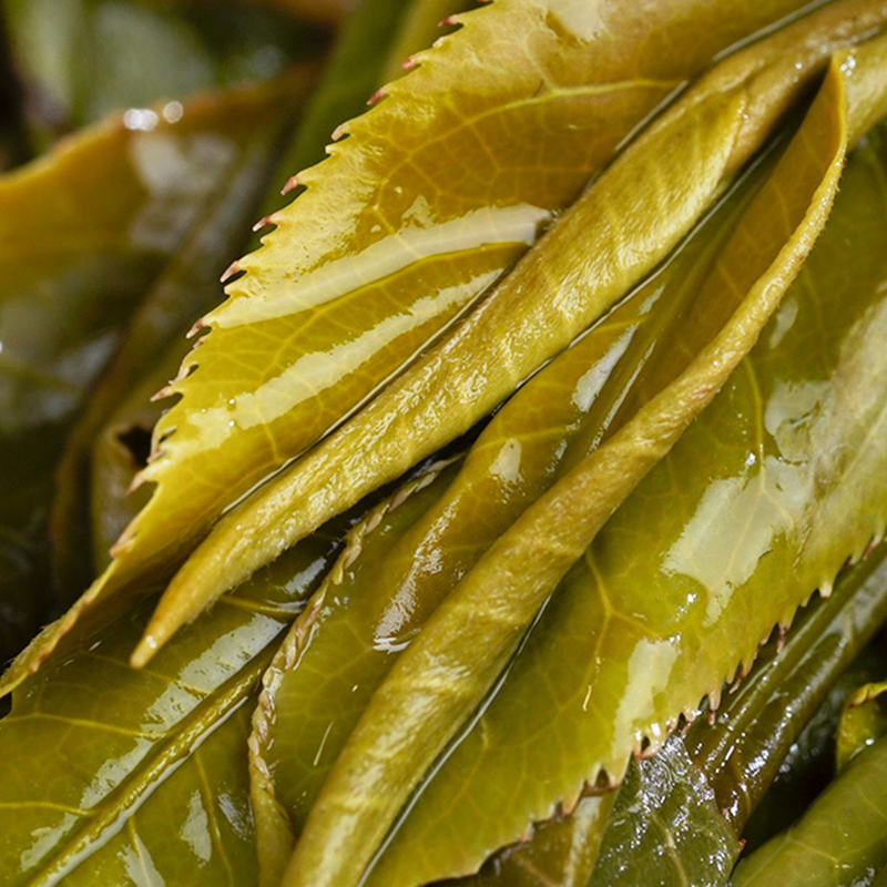 云南普洱茶生茶茶饼100g玲珑饼茶临沧冰岛黄金叶生普茶叶口粮茶 - 图2