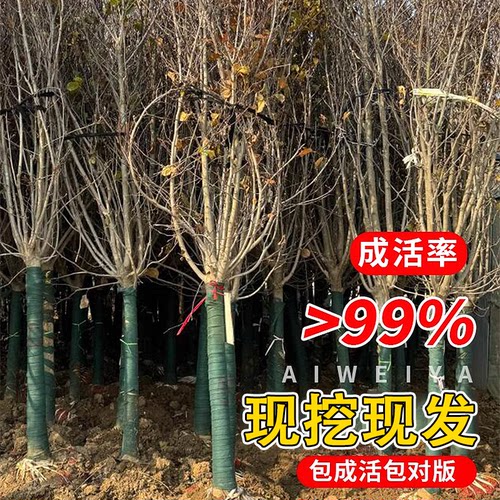 北美海棠树苗西府垂丝四季种植盆栽易活冬季耐寒花卉绿植庭院大树 - 图1