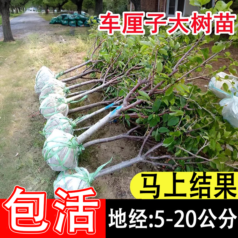 特大车厘子树苗嫁接大樱桃树苖南方北方四季种植庭院别墅果树果苗 - 图1