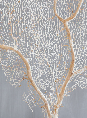 法国进口 OBJET DE CURIOSITE稀奇之物 白海扇摆件 桌面标本饰品