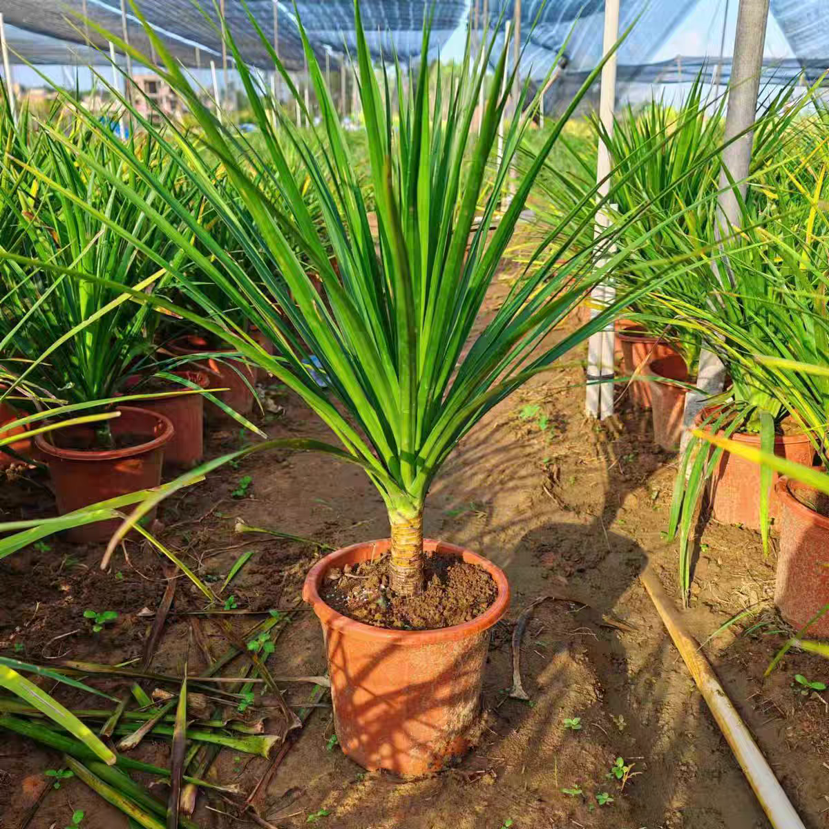 独杆黑珍珠龙血树阳台办公室旺宅多头绿植客厅盆景庭院大型盆栽,淘宝优惠券,粉丝福利购,淘宝优惠卷