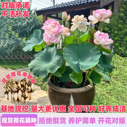 观赏荷花藕种盆栽水养食用莲花苗睡莲碗莲种籽子水培池塘花卉植物 - 图0