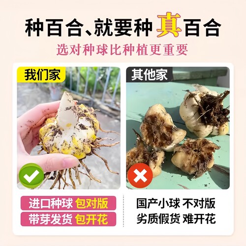 进口重瓣香水百合种球大花室内室外阳台盆栽庭院地栽观花植物花卉 - 图3