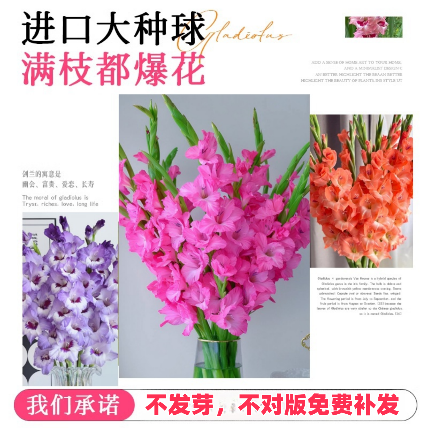 进口剑兰唐菖蒲种球根十三太保室外庭院耐寒耐热花卉阳台盆栽植物,淘宝优惠券,粉丝福利购,淘宝优惠卷