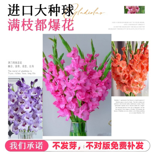进口剑兰种球唐菖蒲花苗多年生四季种植盆栽地栽切花卉球根绿植物 - 图2