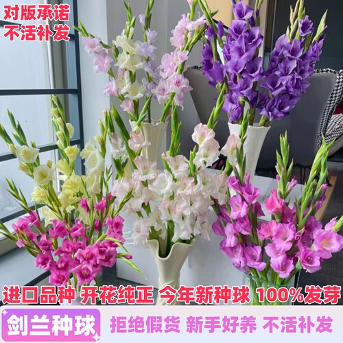 进口剑兰种球唐菖蒲花苗多年生四季种植盆栽地栽切花卉球根绿植物 - 图0