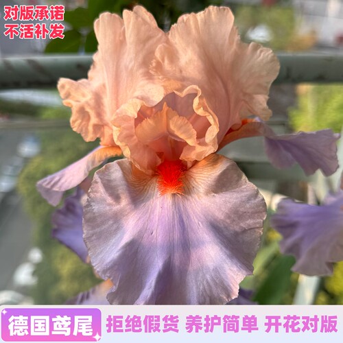 德国鸢尾种球根鸢尾花苗多年生阳台庭院绿植耐热耐旱耐寒地栽植物 - 图0