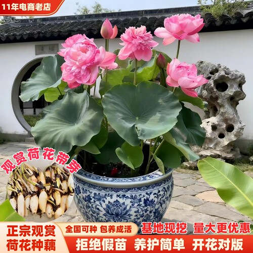 观赏荷花藕种盆栽水养食用莲花苗睡莲碗莲种籽子水培池塘花卉植物 - 图3