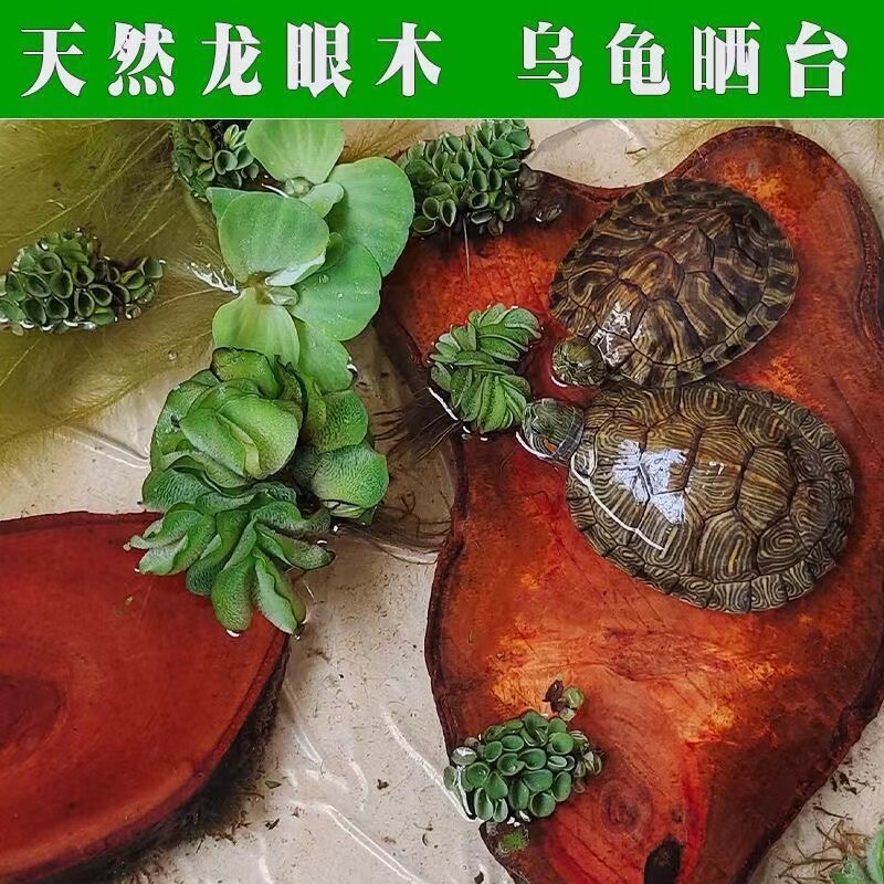 龙眼木免煮养大乌龟木头两用悬浮专用缸乌龟晒台休息台缸浮台