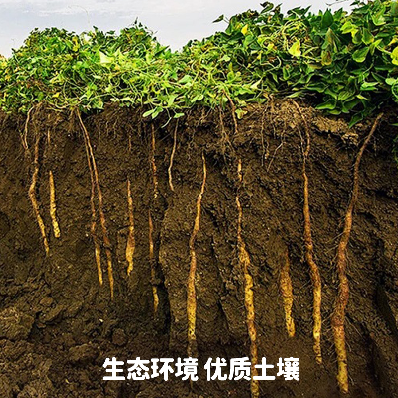 �����Ƽ� ���Ͻ����ز���������������ɽҩ��ɽҩ 5�� 41.8Ԫ