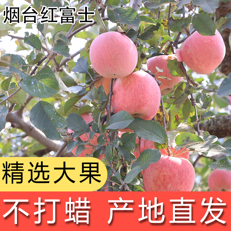 【禧物社】正宗山东烟台苹果栖霞红富士新鲜水果脆甜4.5斤整箱
