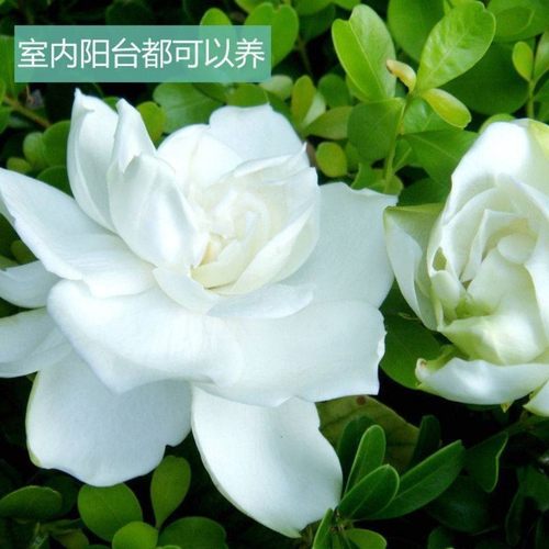 栀枝花雀舌小叶独杆栀子花四季好养绿植花卉盆栽室内多季开花植物 - 图2