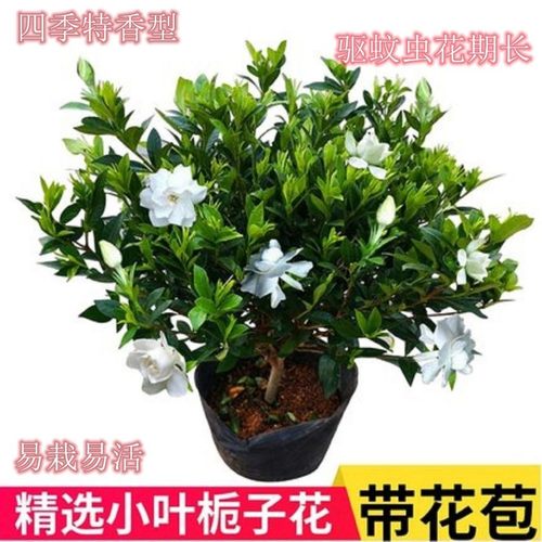 栀枝花雀舌小叶独杆栀子花四季好养绿植花卉盆栽室内多季开花植物 - 图0