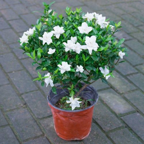 栀枝花雀舌小叶独杆栀子花四季好养绿植花卉盆栽室内多季开花植物 - 图1