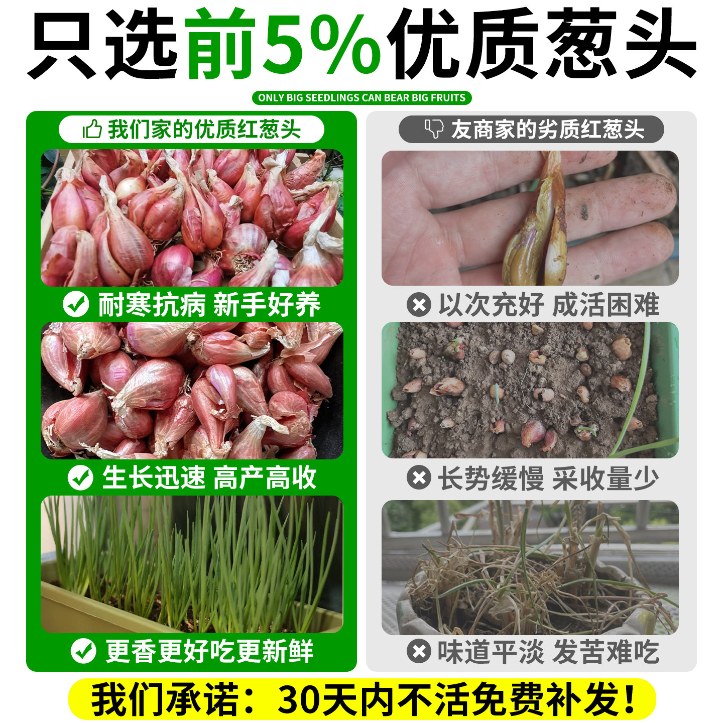 葱头种子小葱香葱带根红葱头种四季菜苗秧苗盆栽蔬菜大全冬季耐寒,淘宝优惠券,粉丝福利购,淘宝优惠卷