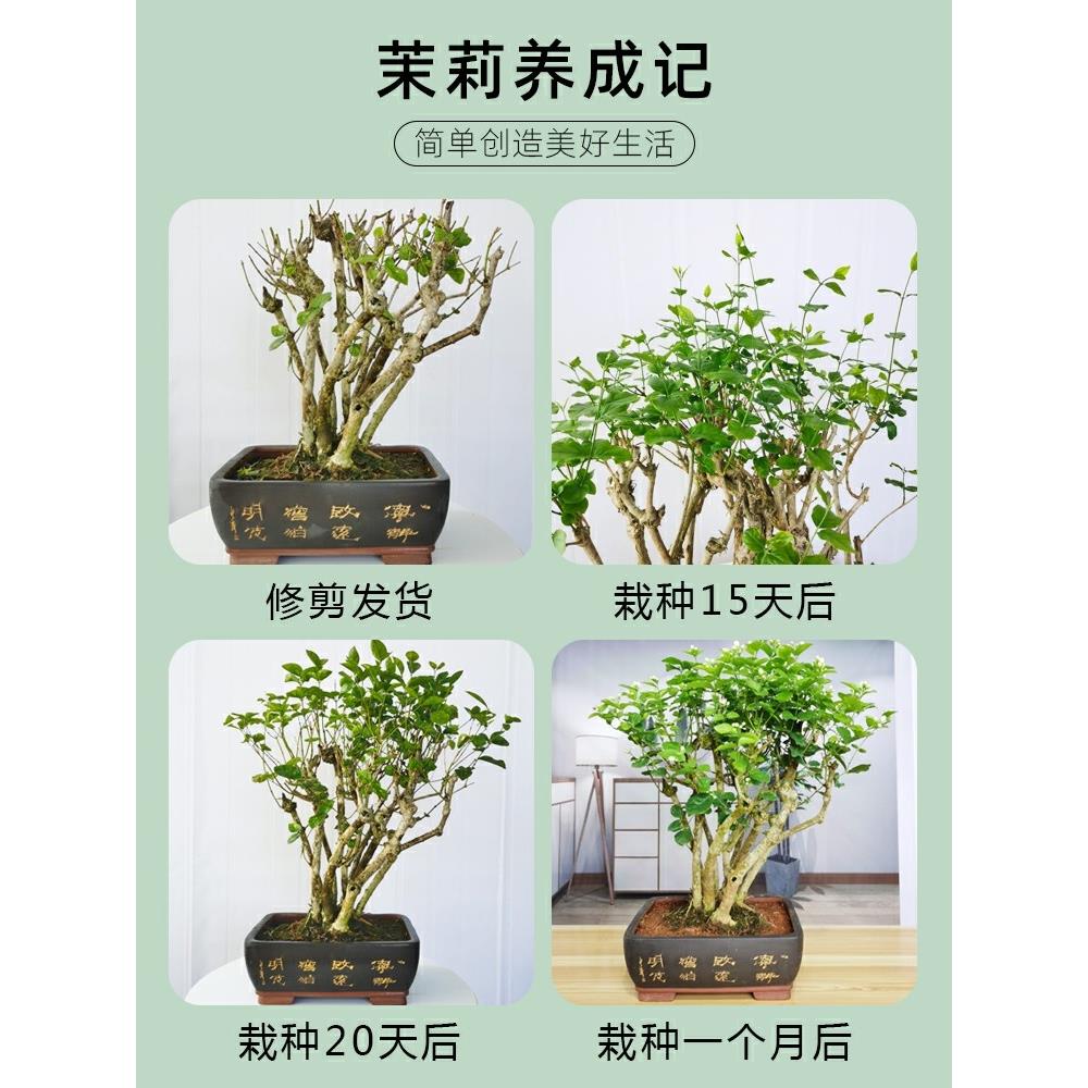 重瓣茉莉花盆栽苗老桩四季开花室内外花卉阳台庭院桌面绿植素氧