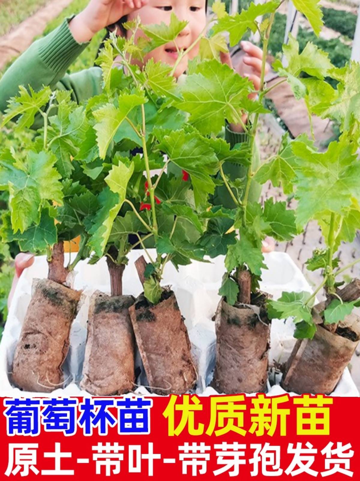 阳光玫瑰葡萄树苗盆栽包成活带土果树苗南北方种植葡萄苖当年结果 - 图0