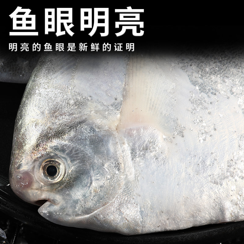 特大银鲳鱼新鲜冷冻舟山海捕野生白鲳鱼鲜活海鲜水产鲳鳊鱼昌鱼,淘宝优惠券,粉丝福利购,淘宝优惠卷