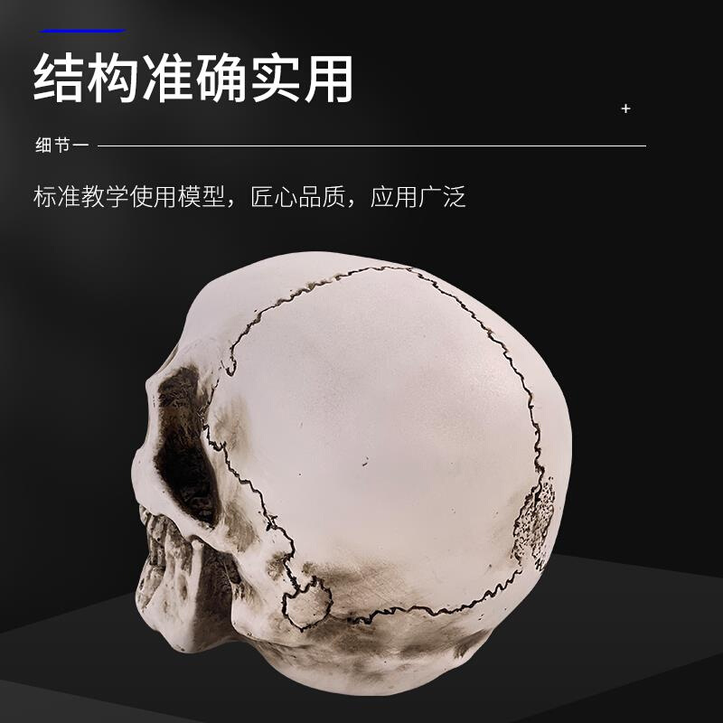 美术素描艺用头骨绘画模型人体B头骨模型树脂骷髅头办公摆件工艺 - 图1