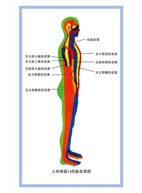 人体前面14经脉皮部图海报展板人体背面14经脉皮部图墙贴墙纸装饰