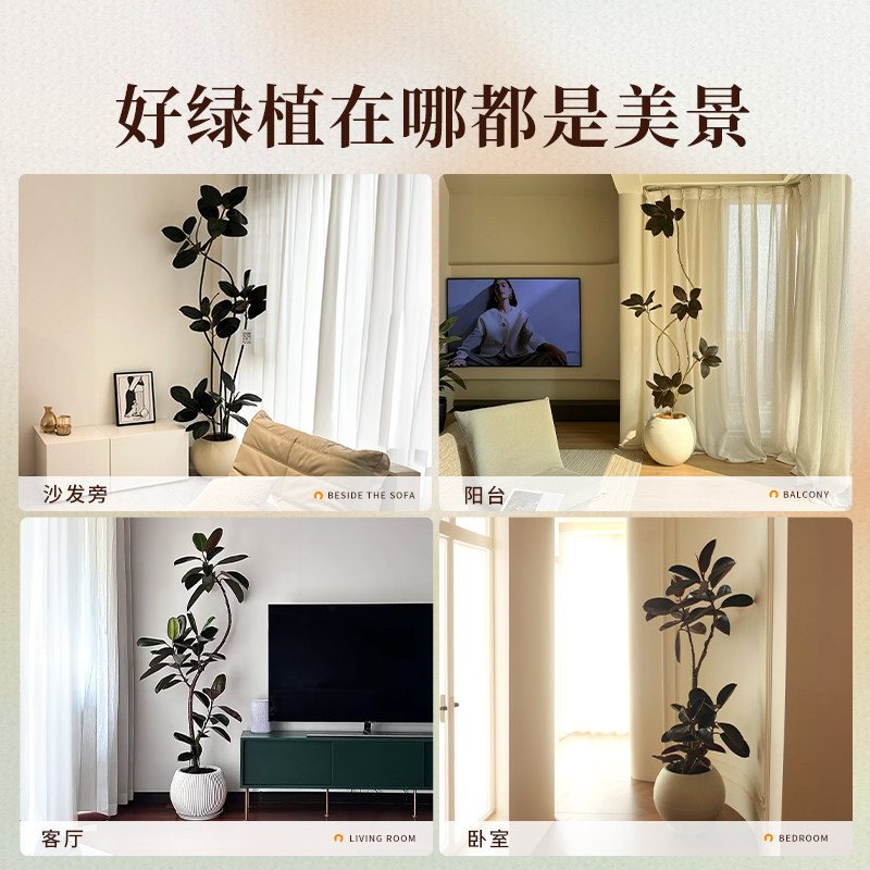 黑金刚橡皮树客厅大盆栽老桩室内大型真树绿植好养办公室植物摆件,淘宝优惠券,粉丝福利购,淘宝优惠卷