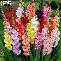 Swordland breezia Tangball Multi-year raw flower pot plant Flower Garden garden Four Seasons Courtyard Outdoor View Flower Ball Root Flower Basin