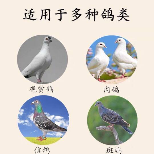 Pigeons soak their feet with turtledove pepper seeds