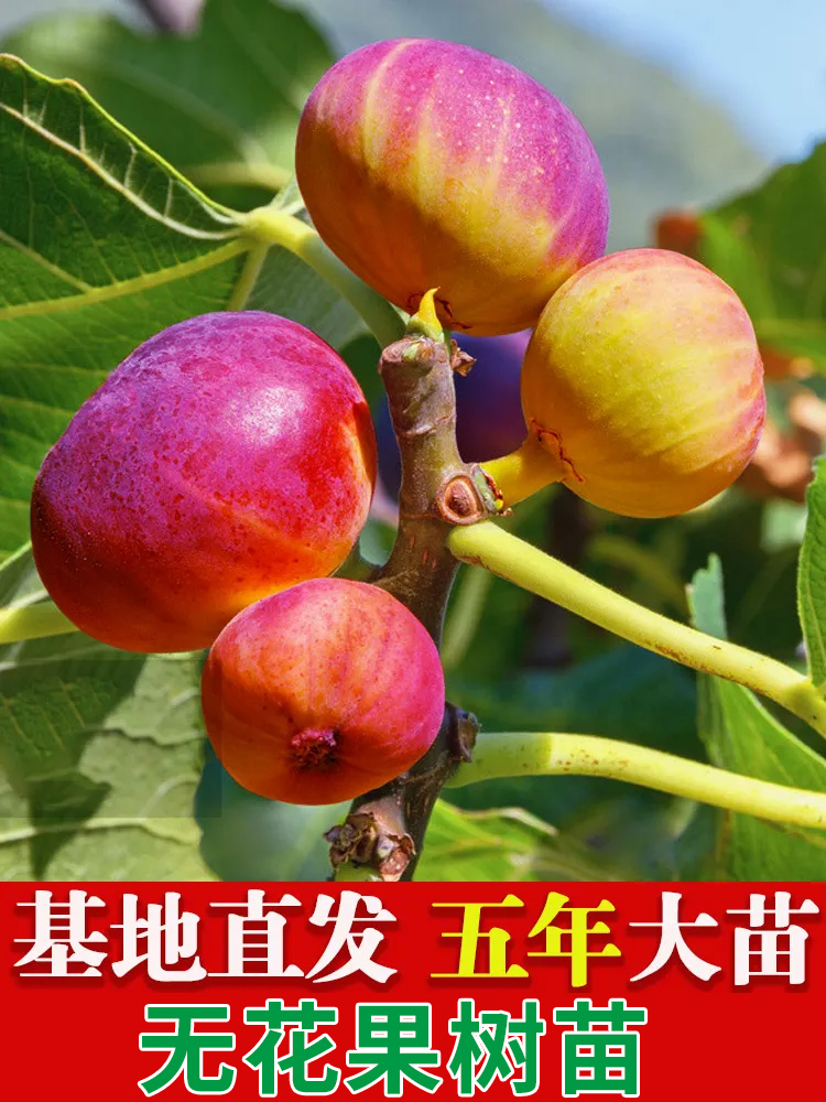 无花果树果苗盆栽地四季种植特大波姬红当年结果南北方无花果树苗 - 图1