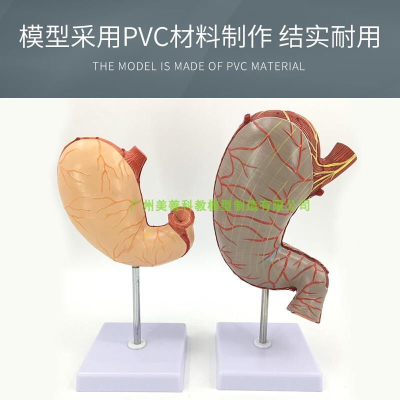 胃解剖结构模型自然大胃模型人体G消化系统器官医学解剖模-图2