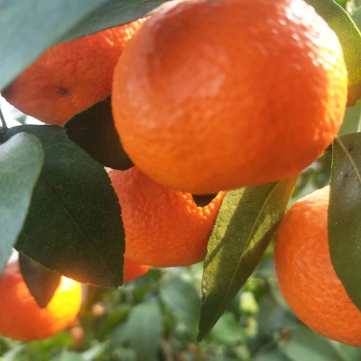 广西砂糖橘9斤沙糖桔新鲜水果橘子年货橘子当季桔子蜜桔5,淘宝优惠券,粉丝福利购,淘宝优惠卷