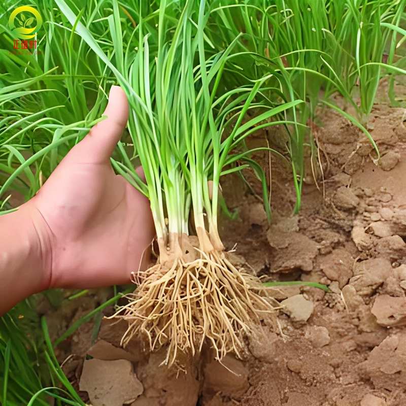 老品种小叶韭菜根苗农家土韭菜根头茬细叶笨韭菜苗本地小九菜四季 - 图1