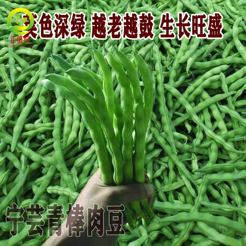 无筋青棒豆种籽白四季豆早熟高产白芸豆肉豆种子春夏秋南方蔬菜孑 - 图3