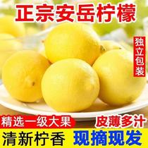 Angyue Yellow Lemon Fresh Fruit When Season Fresh Fruit Whole Box Thin Peel First-class Lemon Multispec Bubble Water