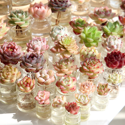 精品迷你多肉植物桌面摆件水培玻璃花卉绿植清新空气治愈解压可爱 - 图0