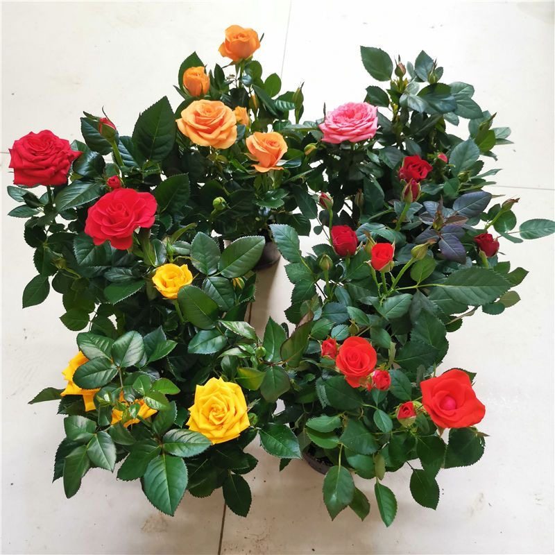 带花苞浓香大花玫瑰盆栽四季花开不断种易活苗树云南月季老根大苗,淘宝优惠券,粉丝福利购,淘宝优惠卷