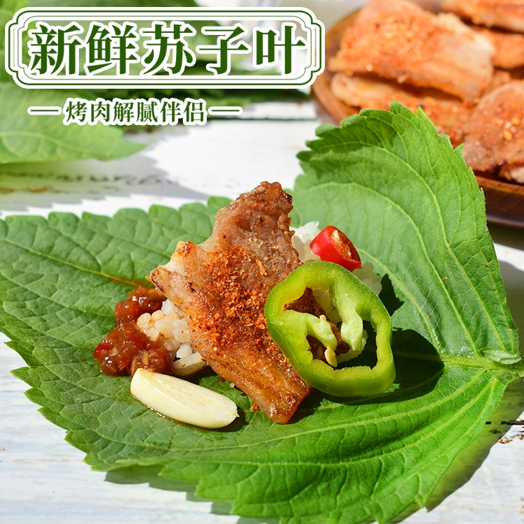 东北苏子叶烤肉包饭鲜苏叶新鲜紫苏叶食用绿色蔬菜当季叶菜蘸酱菜-图0