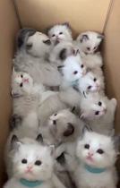 Puppet Cat Young Cat Pure Breeds Sea Double Blue Double Kittens Cub Live Long Hair Fairy Cat Living Things Pet Cat Hakimi