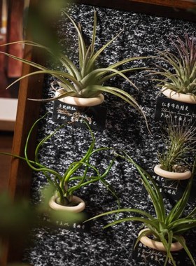 生野造物牵挂梨空气凤梨相框装饰办公H桌面绿植摆件软装挂画礼物