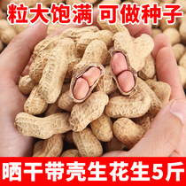 2023 with shell raw peanuts 5 catties of fresh sundry farmhouse high-yield seed thin crust raw taste powder red peel peanut rice