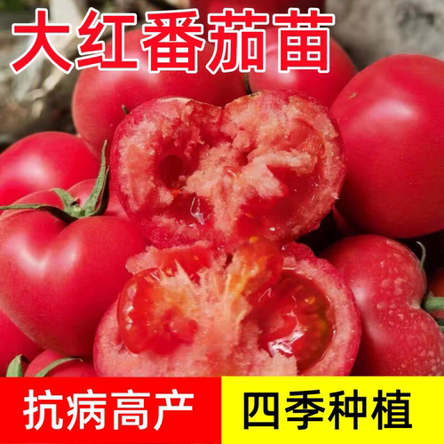 老品种普罗旺斯番茄苗秧春季沙瓤大粉西红柿秧子四季阳台盆栽蔬菜 - 图1