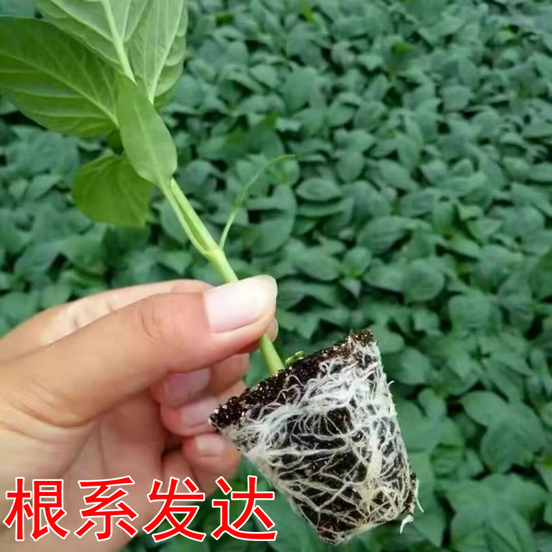 特大牛角椒苗辣椒苗秧苗高产青椒种子苗四季阳台盆栽春季蔬菜苗籽-图2