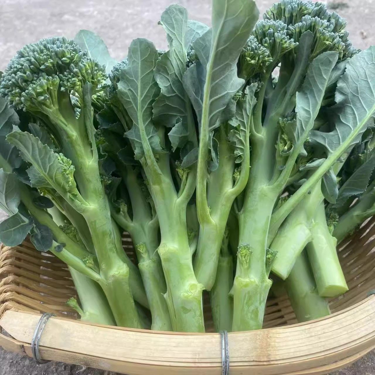 正宗西兰苔苗秧苗西蓝花芥蓝苗西洋芥兰苗四季菜园庭院秋冬季种植,淘宝优惠券,粉丝福利购,淘宝优惠卷