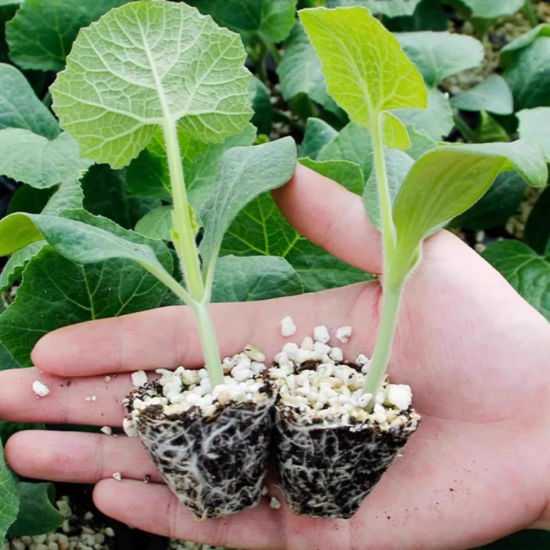 早熟绿春小冬瓜苗高产小节瓜苗四季菜园庭院迷你冬瓜秧孑爬藤易种,淘宝优惠券,粉丝福利购,淘宝优惠卷